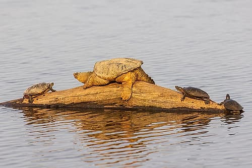 Common snapping turtle on log with Painted Turtles in wetland, Marion County, Illinois. Art Print